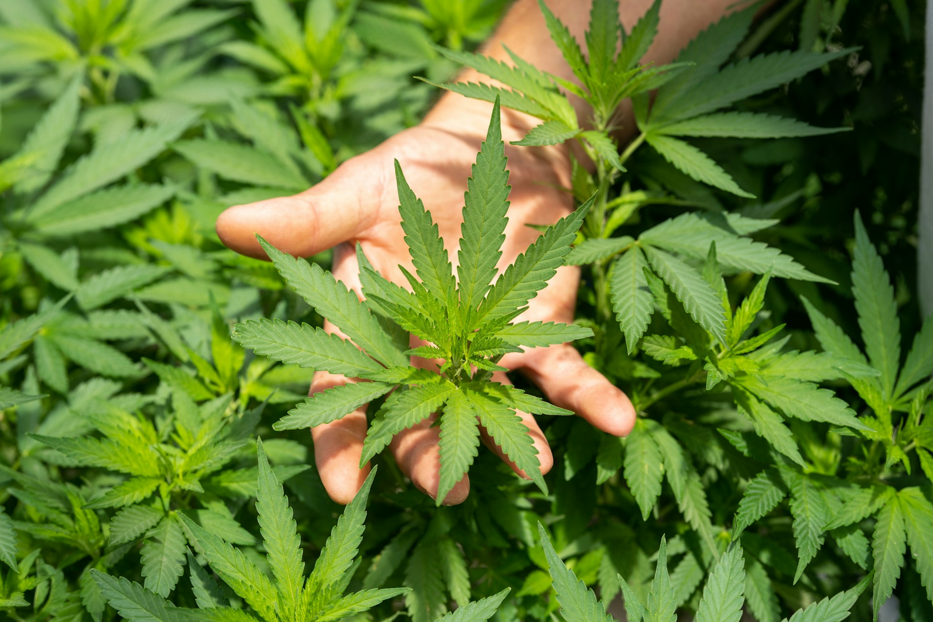 Marihuana medyczna w Polsce — jakie regulacje dotyczą hodowli?